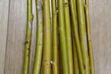 Weeping willow cuttings for sale  COLCHESTER