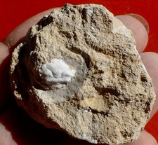Crabe fossile éocène d'occasion  Cuxac-d'Aude