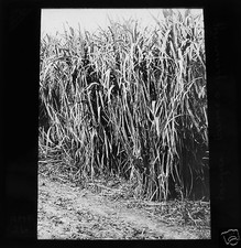 Glass magic lantern for sale Glass magic lantern for sale  HAYLE