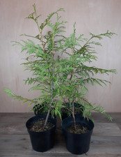 Western red cedar for sale  DUDLEY