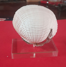 Conchiglie collezione fimbria usato  Lucignano