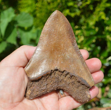 Amazing big megalodon for sale  UK
