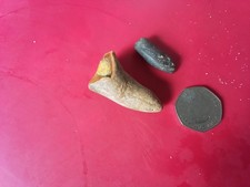 mosasaur for sale  SWINDON
