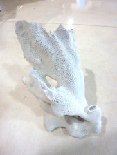 Coral fan genuine for sale  Miami Beach