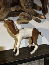 raccoon mounts for sale  New York