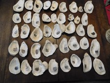 oyster craft shells for sale  Mayodan