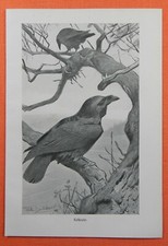 Kolkrabe corvus corax gebraucht kaufen  Lauenburg/ Elbe