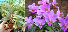 Phalaenopsis bonita orchidée d'occasion  Fumel