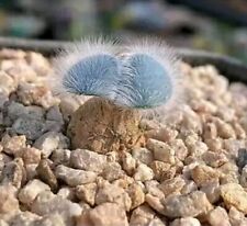 Usado, Strumaria villosa, lâmpada de 5 anos com cerca de 0,5 cm de diâmetro, suculenta rara comprar usado Usado, Strumaria villosa, lâmpada de 5 anos com cerca de 0,5 cm de diâmetro, suculenta rara comprar usado  Enviando para Brazil