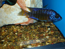 Aulonocara ngara peacock for sale  New Smyrna Beach