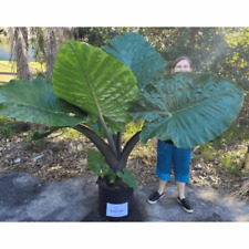 Alocasia dark star for sale  Melbourne