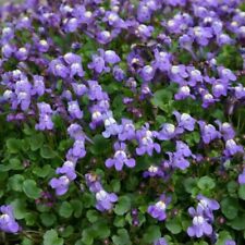 Cymbalaria plug plants for sale  LONDON