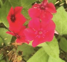 3000+ Sementes de Flores Phlox Drummondii Red Scarlet - (3.000 Sementes) comprar usado  Enviando para Brazil