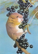 Tiere haselmaus gl1977 gebraucht kaufen Tiere haselmaus gl1977 gebraucht kaufen  Deutschland