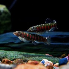 Rare aquarium fish for sale  Kent