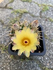 Notocactus submammulosus vaso usato  Medolla
