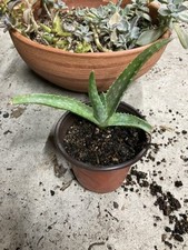 Aloe hybrid vera for sale  Houston