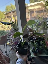 Monstera deliciosa tropical for sale  Ontario