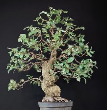 Bonsai sughera quercia usato  Cison di Valmarino