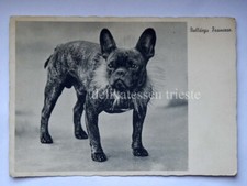 Bulldog francese french usato  Trieste