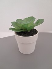 Décoration faux cactus d'occasion  Strasbourg-
