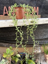 String bananas senecio for sale  Ontario