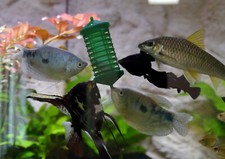 Futterkorb frostfutter fish gebraucht kaufen Futterkorb frostfutter fish gebraucht kaufen  Neunkirchen-Seelscheid