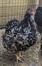 Chocolate mottled orpington for sale  ST. AUSTELL