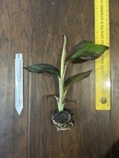 Red abyssinian banana for sale  Bossier City