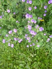 geranium gebraucht kaufen geranium gebraucht kaufen Wildsteig