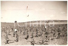 1934 beida vigneto usato  Milano
