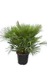 Chamaerops humilis var. d'occasion  Ferrières-en-Gâtinais