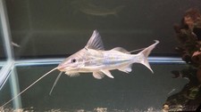 Four line pictus for sale  Haslet