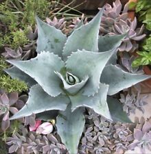 Agave ovatifolia oso usato  Napoli