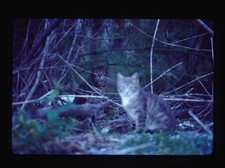 Kodachrome feral cats for sale  La Habra