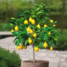 Meyer lemon tree for sale  Saylorsburg