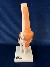 Anatomical model human for sale  OAKHAM