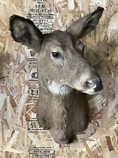 Whitetail doe deer for sale  Escanaba