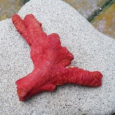 Pedra preciosa solta galho áspero não polido coral vermelho 100% natural #4, usado comprar usado  Enviando para Brazil