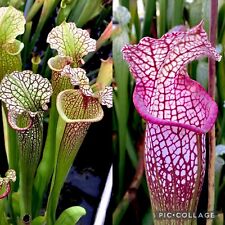 Sarracenia seed leah for sale  BUDE