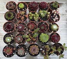 Pots brightest colorful for sale  KING'S LYNN