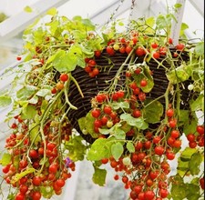 Tomato tumbling tom for sale  LONDON