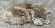 ships cat for sale ships cat for sale SUDBURY