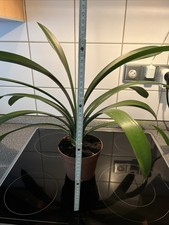 clivia gebraucht kaufen clivia gebraucht kaufen Eisenberg, Kerzenheim