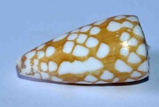Shells conus cordigera d'occasion  Expédié en Belgium