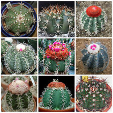 Semi miscuglio melocactus usato  Nizza di Sicilia