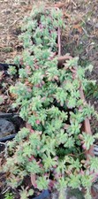 Lot plants sedum d'occasion  Lyon III