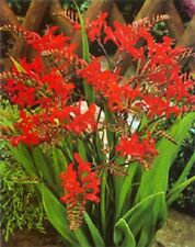 Orange crocosmia flower for sale  Council Bluffs