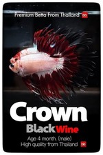 Live betta male for sale  Miami