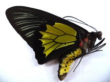 Farfalla ornitotteri plateni usato  Spedire a Italy